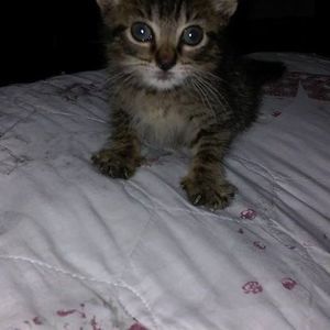 Meet your Posher, Joe